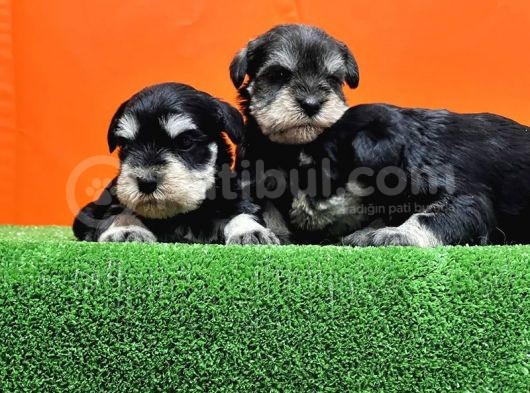 Resmi̇ Üreti̇ci̇den Mi̇nyatür Schnauzer Yavrular görsel