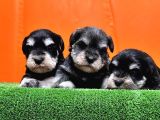 Resmi̇ Üreti̇ci̇den Mi̇nyatür Schnauzer Yavrular