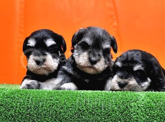 Resmi̇ Üreti̇ci̇den Mi̇nyatür Schnauzer Yavrular görsel