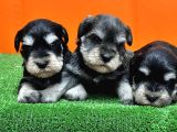 Resmi̇ Üreti̇ci̇den Mi̇nyatür Schnauzer Yavrular