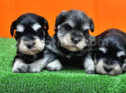 Resmi̇ Üreti̇ci̇den Mi̇nyatür Schnauzer Yavrular görsel
