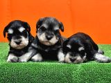 Resmi̇ Üreti̇ci̇den Mi̇nyatür Schnauzer Yavrular