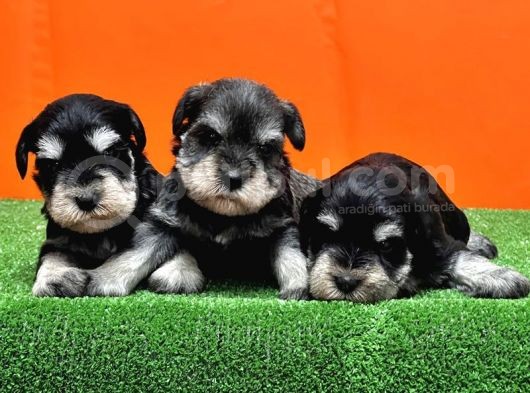 Resmi̇ Üreti̇ci̇den Mi̇nyatür Schnauzer Yavrular görsel