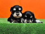 Resmi̇ Üreti̇ci̇den Mi̇nyatür Schnauzer Yavrular