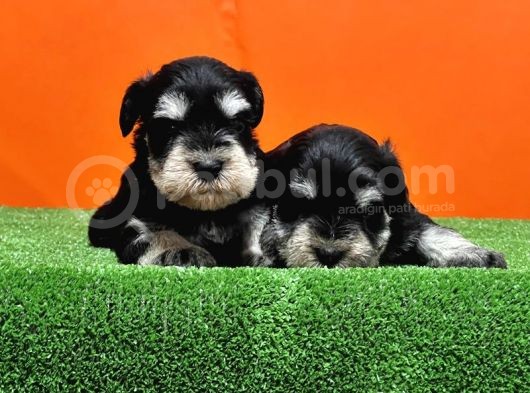 Resmi̇ Üreti̇ci̇den Mi̇nyatür Schnauzer Yavrular görsel