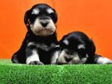 Resmi̇ Üreti̇ci̇den Mi̇nyatür Schnauzer Yavrular