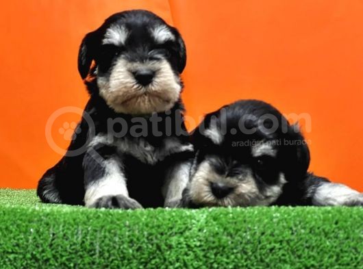 Resmi̇ Üreti̇ci̇den Mi̇nyatür Schnauzer Yavrular görsel