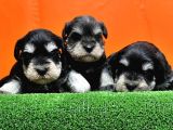 RESMİ ÜRETİCİDEN MİNYATÜR SCHNAUZER YAVRULAR