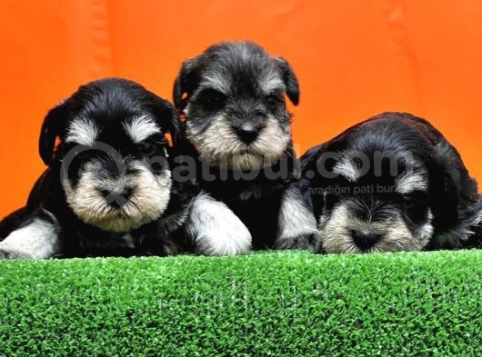 Resmi̇ Üreti̇ci̇den Mi̇nyatür Schnauzer Yavrular
