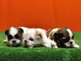Resmi̇ Üreti̇ci̇den Shi̇h Tzu Yavrular