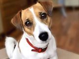 Oyuncu Enerji Dolu Jack Russel Bebekler