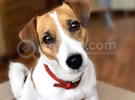 Oyuncu Enerji Dolu Jack Russel Bebekler görsel