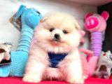 Teddy Face Boo Pomeranian Yavrular