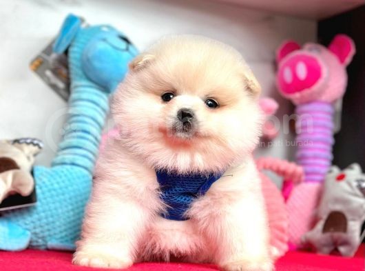 Teddy Face Boo Pomeranian Yavrular görsel