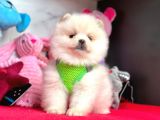 Ayıcık Surat Boo Pomeranian Yavrular