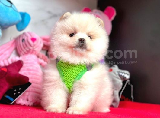Ayıcık Surat Boo Pomeranian Yavrular görsel