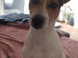 Oyuncu Enerji Dolu Jack Russel Bebekler