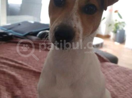 Oyuncu Enerji Dolu Jack Russel Bebekler görsel