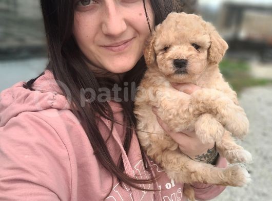 Maltipoo Yavru (Bursa Köpek Okulu)