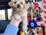 Maltipoo Yavru (Bursa Köpek Okulu)