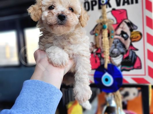 Maltipoo Yavru (Bursa Köpek Okulu) görsel