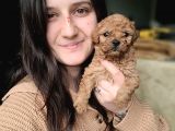 Toy Poodle Yavru (Bursa Köpek Okulu)