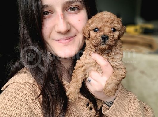 Toy Poodle Yavru (Bursa Köpek Okulu) görsel