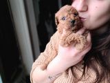 Toy Poodle Yavru (Bursa Köpek Okulu)