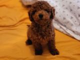 Toy poodle Yavru (Bursa Köpek Okulu)
