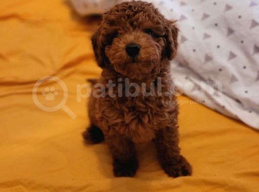 Toy Poodle Yavru (Bursa Köpek Okulu)