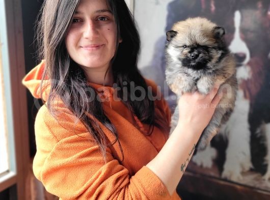 Pomeranian Yavrular (Bursa Köpek Okulu) görsel