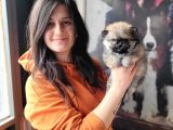 Pomeranian Yavrular (Bursa Köpek Okulu)