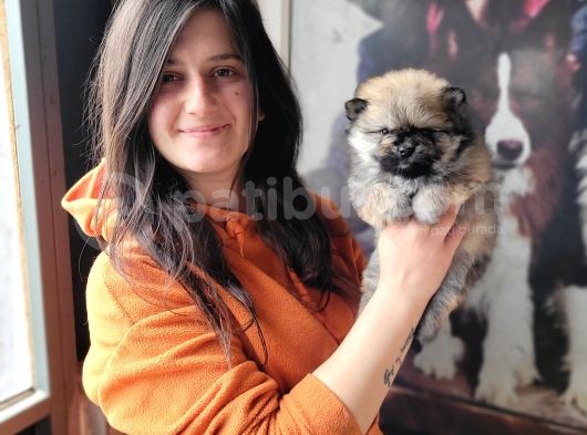 Pomeranian Yavrular (Bursa Köpek Okulu) görsel