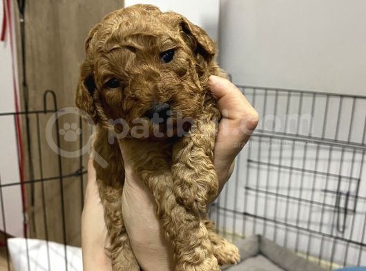 Aşılı Çipli Sağlık Ve Kilo Garantili Toy Bebekler