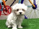Maltese Terri̇er Yavrular