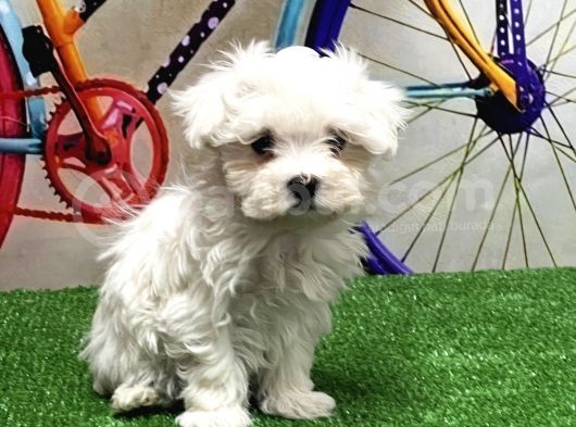 Maltese Terri̇er Yavrular görsel