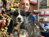 Ultra Kalitede Akita Inu Yavruları