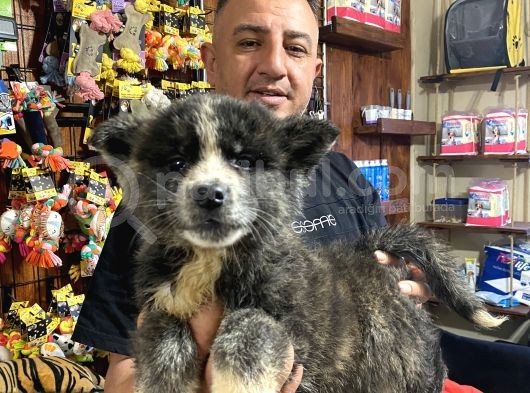 Ultra Kalitede Akita Inu Yavruları görsel