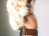 Ultra Kalitede Shihtzu Yavrularımız