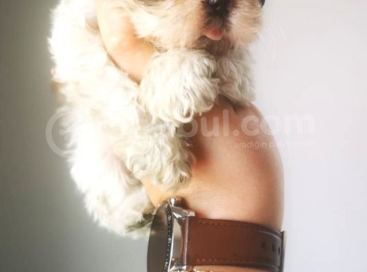 Ultra Kalitede Shihtzu Yavrularımız görsel