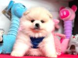 Teddy Face Boo Pomeranian Yavrular
