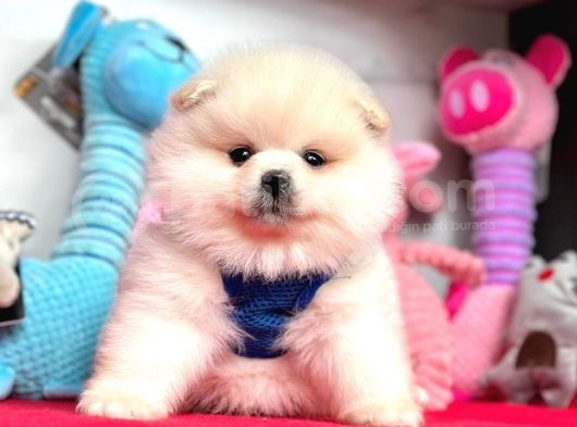 Teddy Face Boo Pomeranian Yavrular