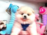 Teddy Face Boo Pomeranian Yavrular