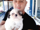 Ultra Kalitede Shihtzu Yavrularımız