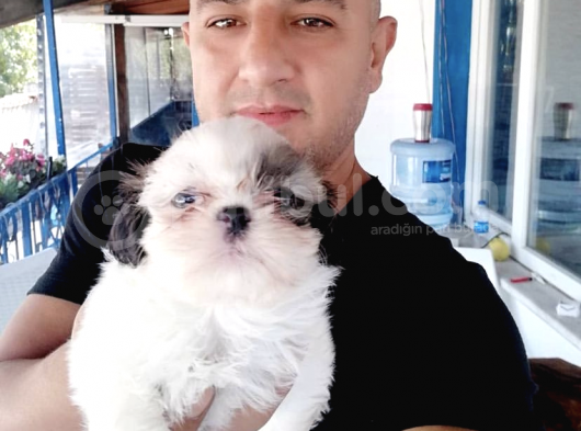 Ultra Kalitede Shihtzu Yavrularımız görsel