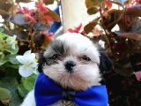 Ultra Kalitede Shihtzu Yavrularımız