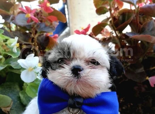 Ultra Kalitede Shihtzu Yavrularımız görsel