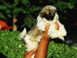 Ultra Kalitede Shihtzu Yavrularımız