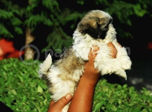 Ultra Kalitede Shihtzu Yavrularımız görsel