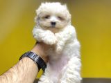 Di̇zayn Irk Malti̇poo Bebekler A Kali̇te